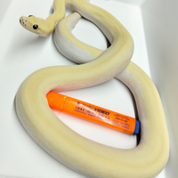 Pitone Moluro Femmina Bivittatus