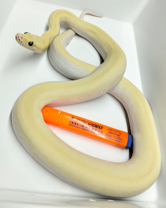 Pitone Moluro Femmina Bivittatus