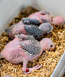 Parrocchetto dal collare allevati