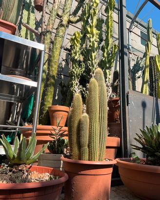 Cactus
