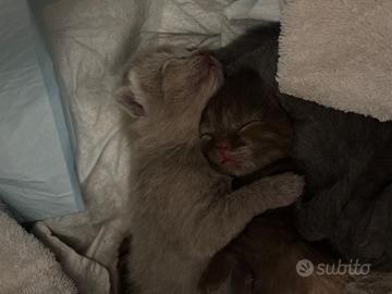 Scottish fold e streight