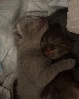 Scottish fold e streight
