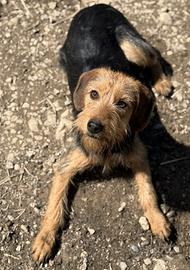 Mix spinone terrier di taglia piccola femmina