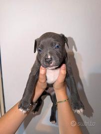 Cuccioli Pitbull Linea da Esposizione