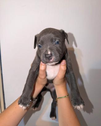 Cuccioli Pitbull Linea da Esposizione