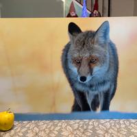 Stampa animali selvatici su pannello forex