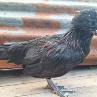 Gallo padovano