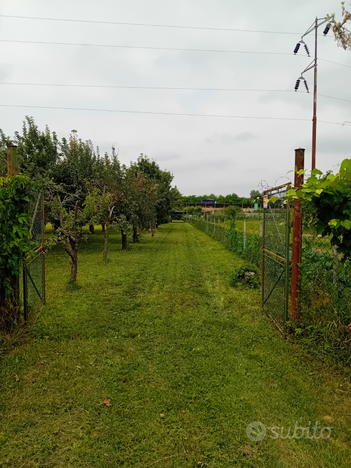 Terreno agricolo con piante frutto