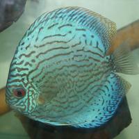 Discus pesci per acquario d'acqua dolce