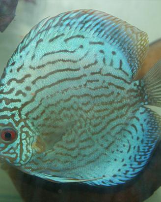 Discus pesci per acquario d'acqua dolce