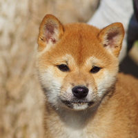 Cucciolo Shiba rosso con pedigree