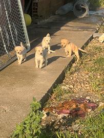Labrador