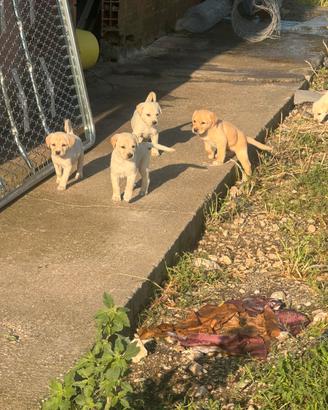 Labrador