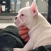Bulldog francese esotico