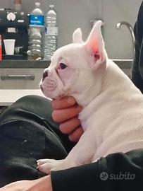 Bulldog francese esotico