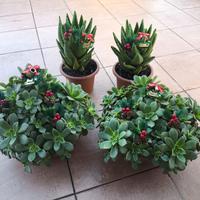 Piante grasse con decorazioni natalizie