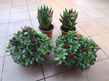 Piante grasse con decorazioni natalizie