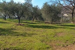 Terreno con rimessa trattabile