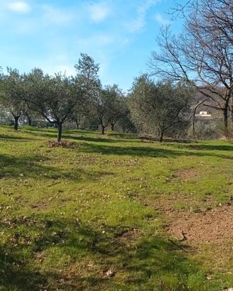 Terreno con rimessa trattabile