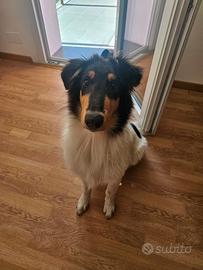 Pastore Scozzese Collie cucciola