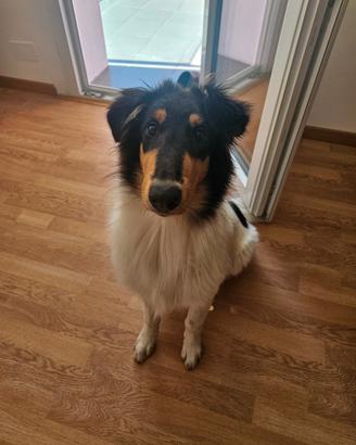 Pastore Scozzese Collie cucciola