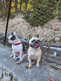 Bulldog francese palermo