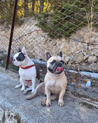 Bulldog francese palermo