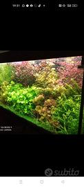 Acquario juwell rio350