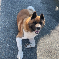 Akita americano per monta