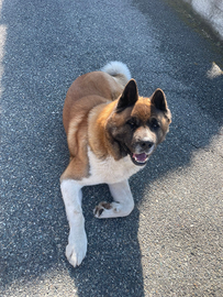 Akita americano per monta