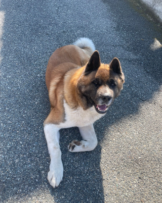 Akita americano per monta