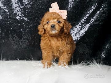 Cucciolina femmina di Barboncino rosso