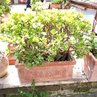 albero di Giada 