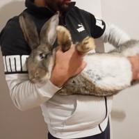 Conigli delle fiantre giganti di due mesi