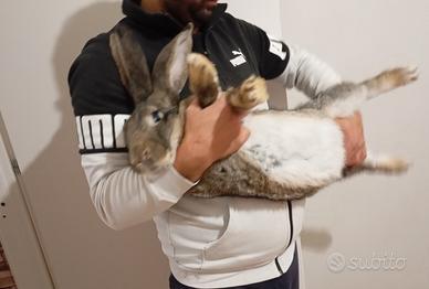 Conigli delle fiantre giganti di due mesi