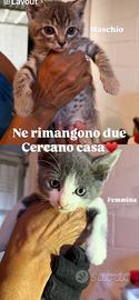 Gattini