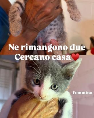 Gattini