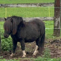 Pony
