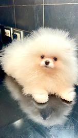 Pomerania Spitz Toy nano