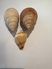 Conchiglie