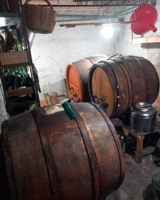 Botti in legno secolari per vino