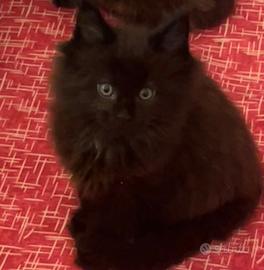 Maine Coon Black Solid Maschio