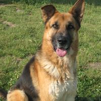 Adozione derivato pastore tedesco in canile