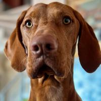 Bracco Ungherese (Vizsla) accoppiamento