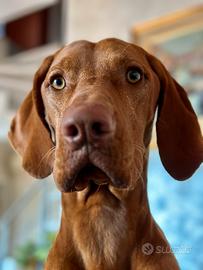 Bracco Ungherese (Vizsla) accoppiamento