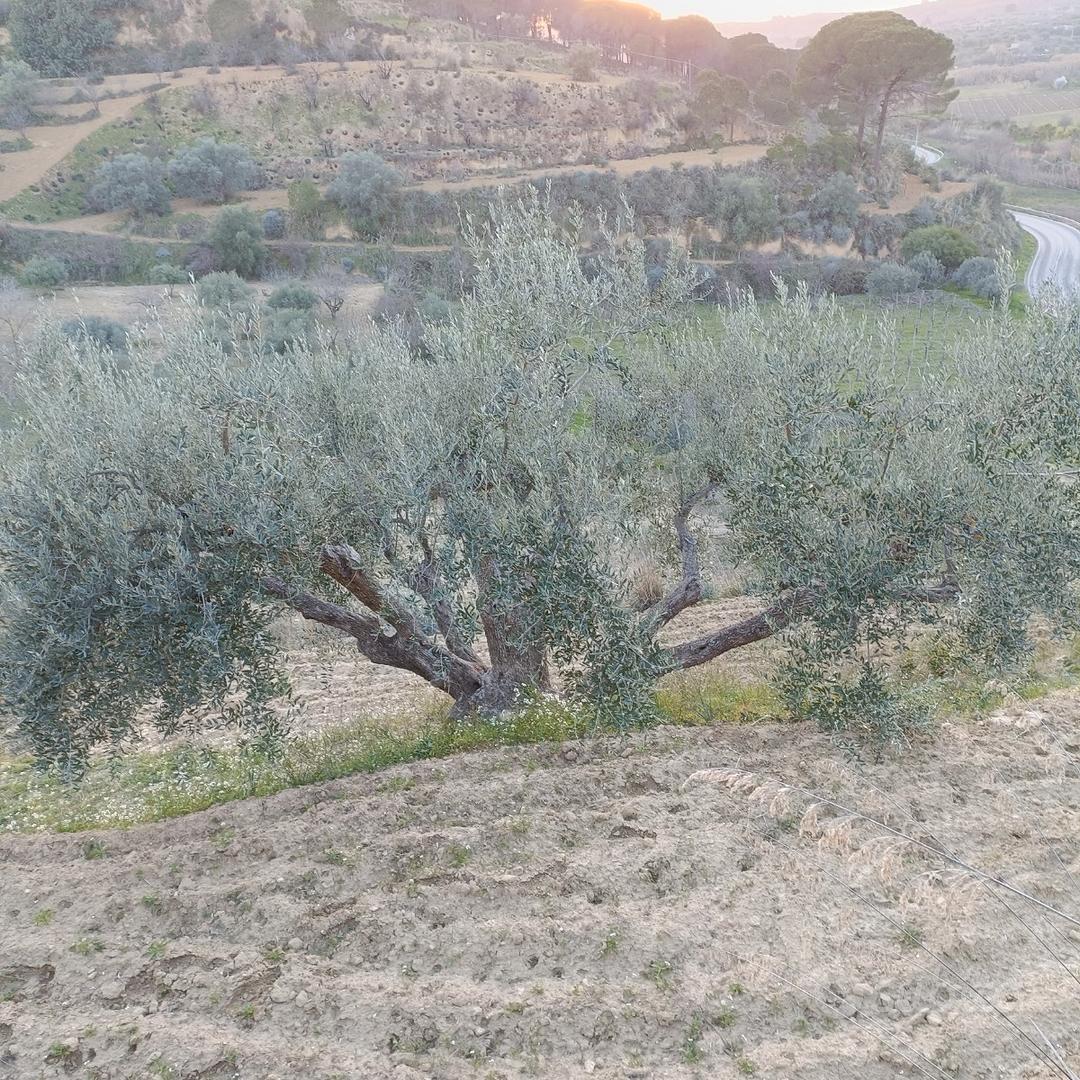 Terreno Agricolo in contrada Prato - Vista 4