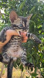 Gatto bengala