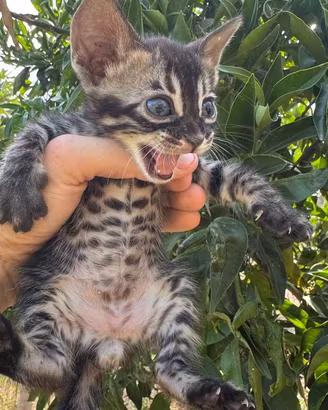 Gatto bengala