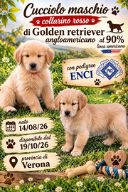 Cucciolo maschio Golden retriever con pedigree