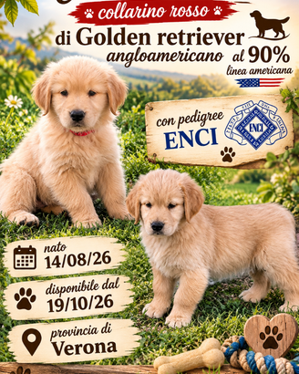 Cucciolo maschio Golden retriever con pedigree